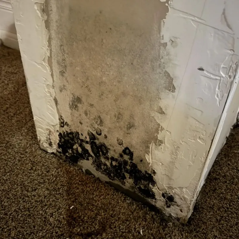Professional Mold Removal in Spencerville, NM